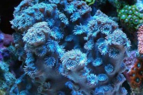 Turbinaria peltata blue