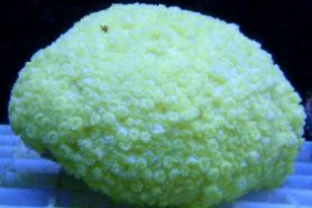 Goniopora lobata - yellow