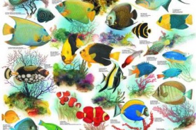 Ryby korálových moří II. - plakát