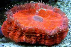Scolymia red
