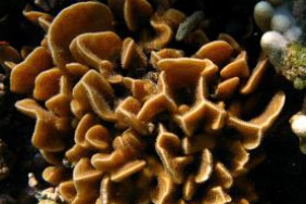 Pavona coral