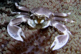 Porcelánový krab