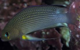 Pseudochromis polynemus