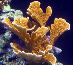 Montipora orange