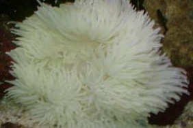 Heteractis crispa white