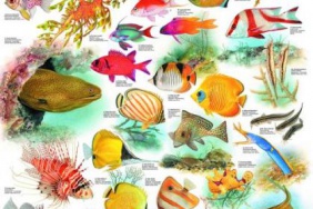 Ryby korálových moří I. - plakát
