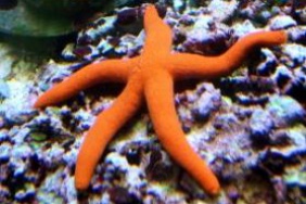 Linckia Starfish orange