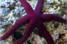 Linckia Starfish purple
