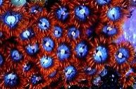 Zoanthus blue - red