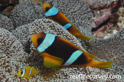Amphiprion allardi pár