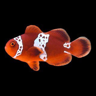 Premnas biaculeatus Lighting maroon