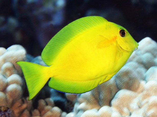 Acanthurus olivaceus juv.