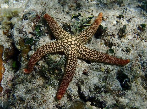 Nardoa novaecaledoniae